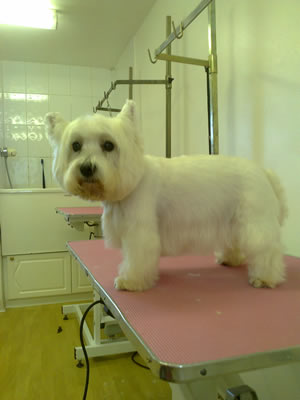 South Notts Dog Grooming