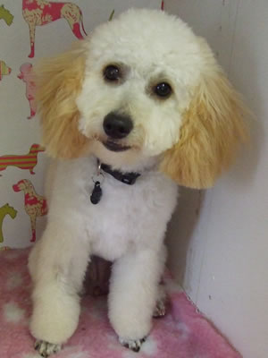 South Notts Dog Grooming