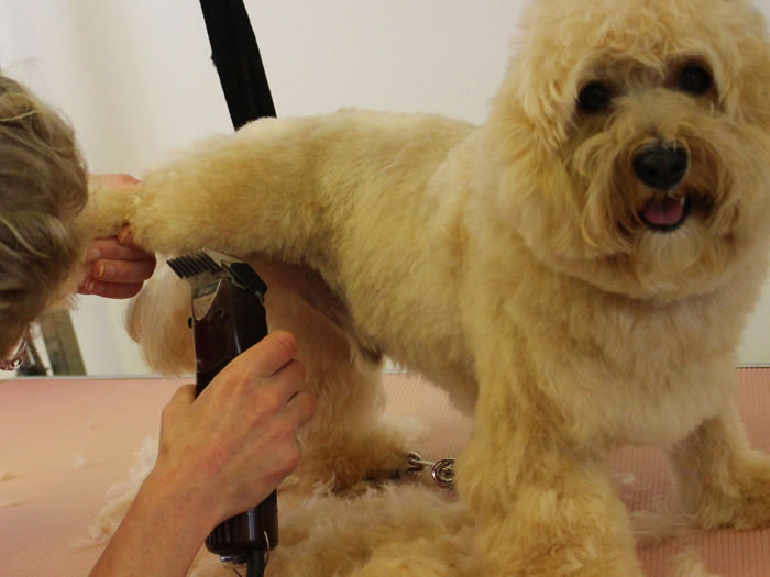 dog grooming