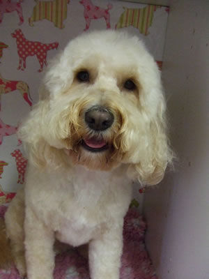 South Notts Dog Grooming