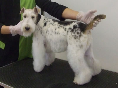 South Notts Dog Grooming