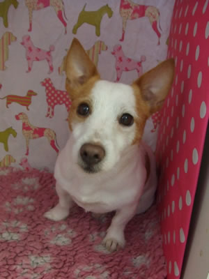 South Notts Dog Grooming