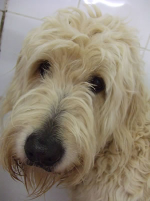 South Notts Dog Grooming