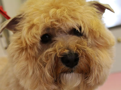 dog grooming